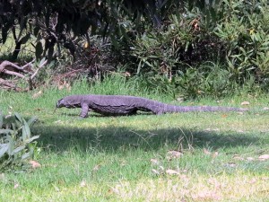 2015.1.28 Goanna at Gillards Beach, Mimosa Rocks NP, Australia   